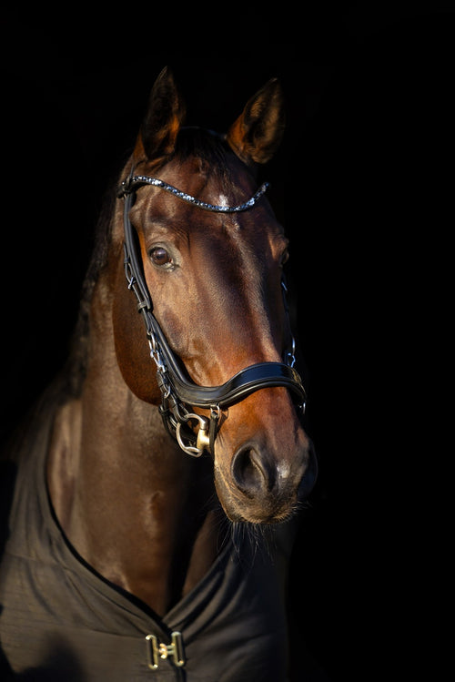 ogłowie anatomiczne