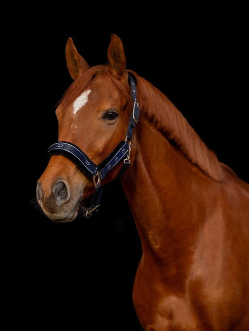 Kantar SatinPro Silver Equus Brand