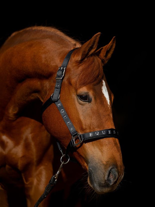 kantar SatinMesh czarny Equus Brand