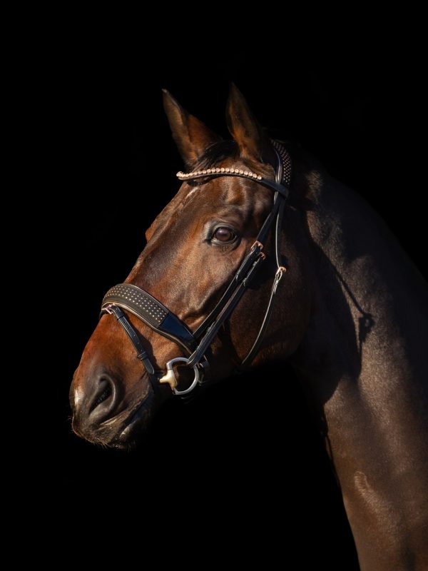 ogłowie z nachrapnikiem szwedzkim Equus