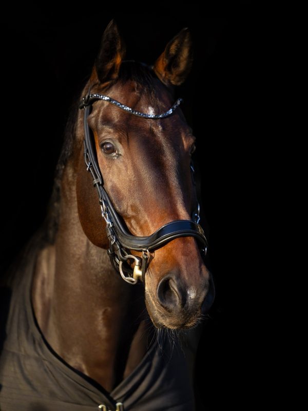 ogłowie anatomiczne